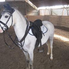 Welsh Pony (sec B) Mr. Caymann