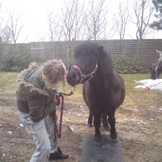 Shetlænder Winny SOLGT