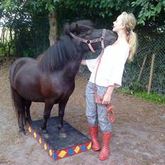 Shetlænder Winny SOLGT