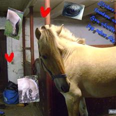 Fjordhest butler/bute <3 HHN