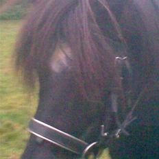 Anden særlig race Prins