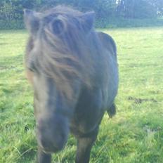 Anden særlig race Prins