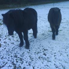 Anden særlig race Prins