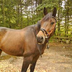 Anden særlig race Olympia (max)