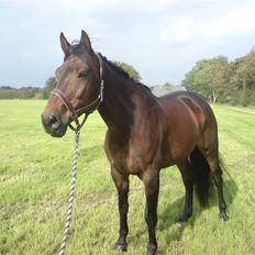 Anden særlig race Olympia (max)