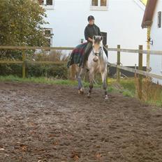 Dansk Varmblod Milton <3 (solgt)