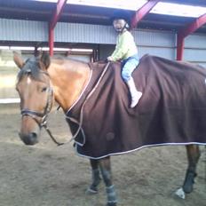 Dansk Varmblod Aurora -min prinsesse- tidligere hest