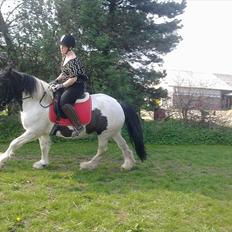 Irish Cob Gipsy