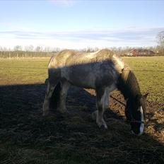 Irish Cob Gipsy