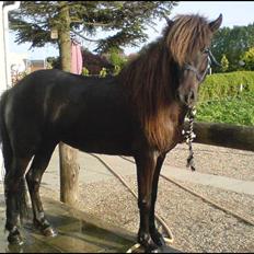 Islænder Týra fra Carlshøj