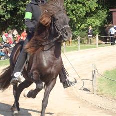Islænder Týra fra Carlshøj