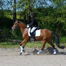 New Forest Fire Fod Joanna-solg t:-(