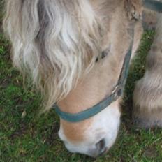 Anden særlig race Fritz gammel part