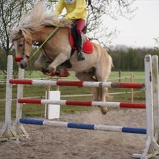 Tyroler Haflinger Aron