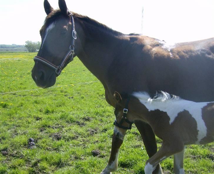 Anden særlig race Sunshine  - Kom nu mor,så går vi!?<3 billede 13