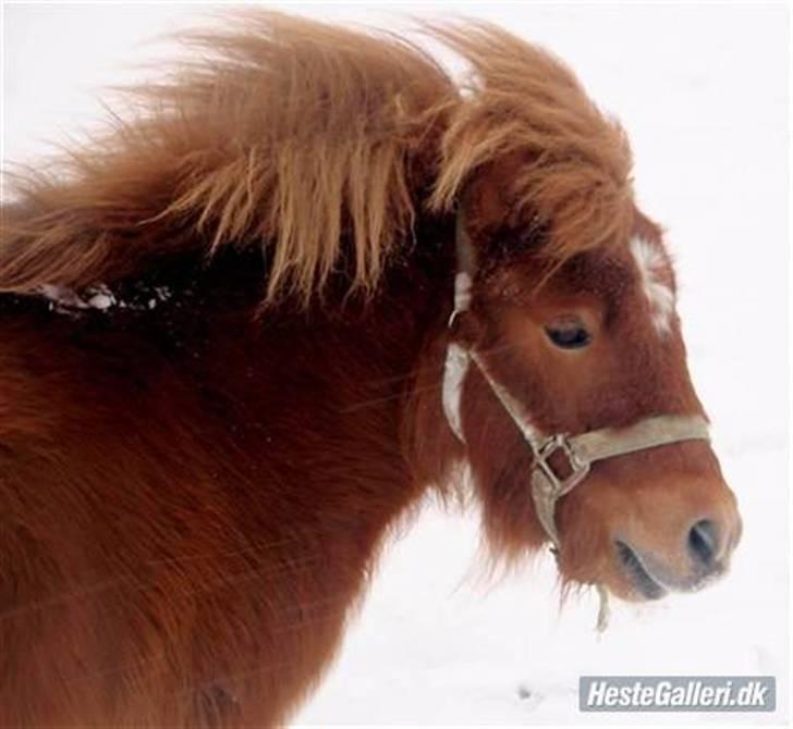 Shetlænder stine's walter (; - plysbjørnen :D - mesterfotograf; sarah larsen (; <3 billede 9