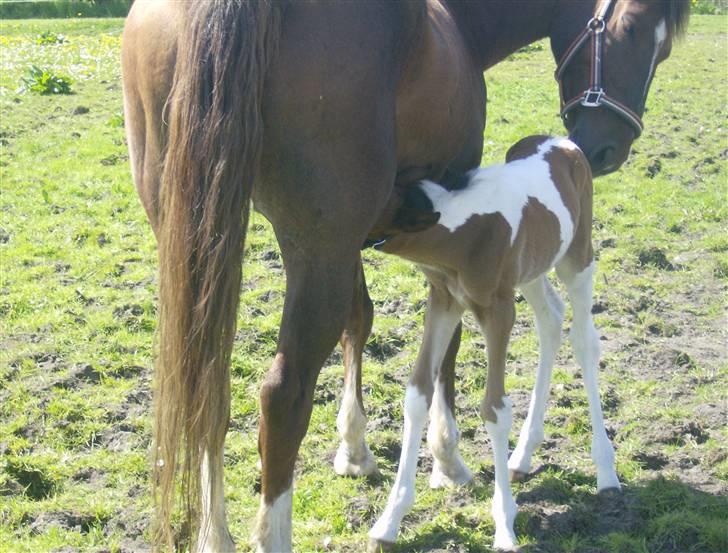 Anden særlig race Sunshine  - Jeg er sukten mor,stå nu stille!?<3 billede 14