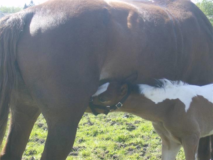 Anden særlig race Sunshine  - Jeg spiser lige!lad være med at tage billeder at mig!?<3 billede 16