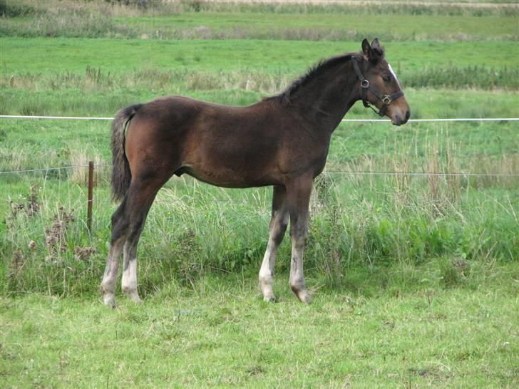 Dansk Varmblod Donagh - Solgt som føl billede 13