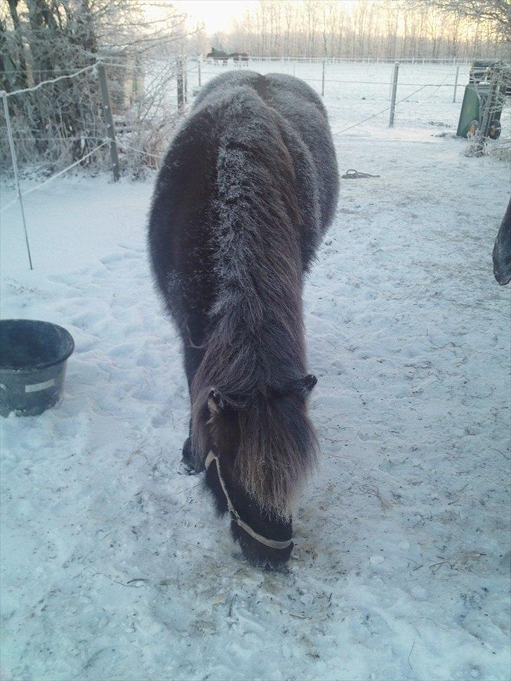 Islænder Katla (also known as Bimsen) billede 7