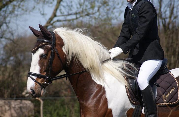 Anden særlig race Cansas - HHN d.24/4-10 billede 13