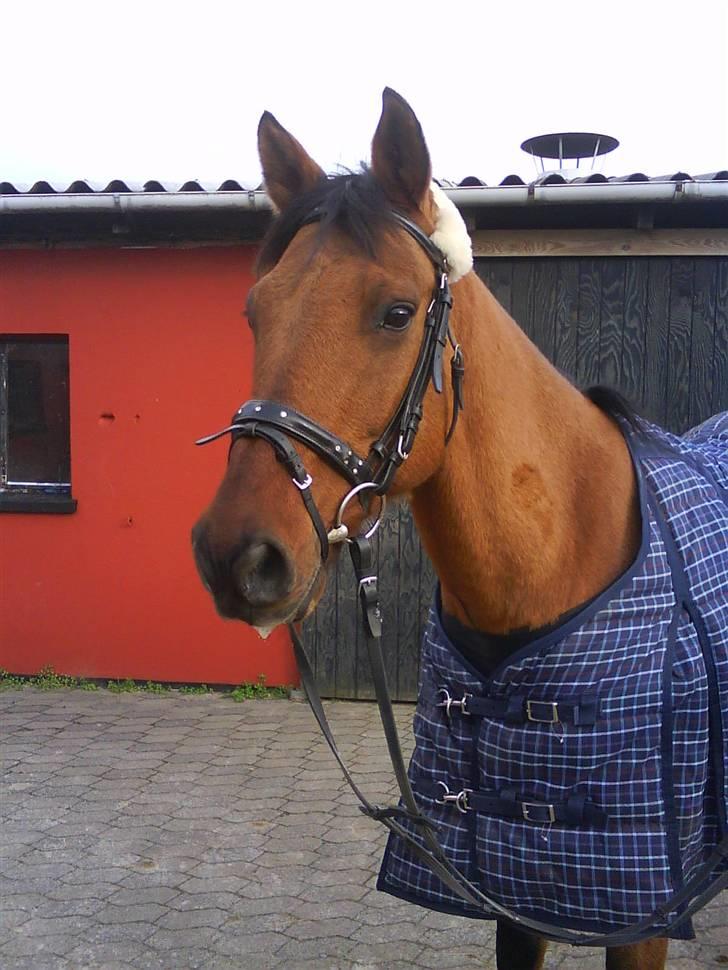 Anden særlig race Fleur *leveret tilbage* billede 1
