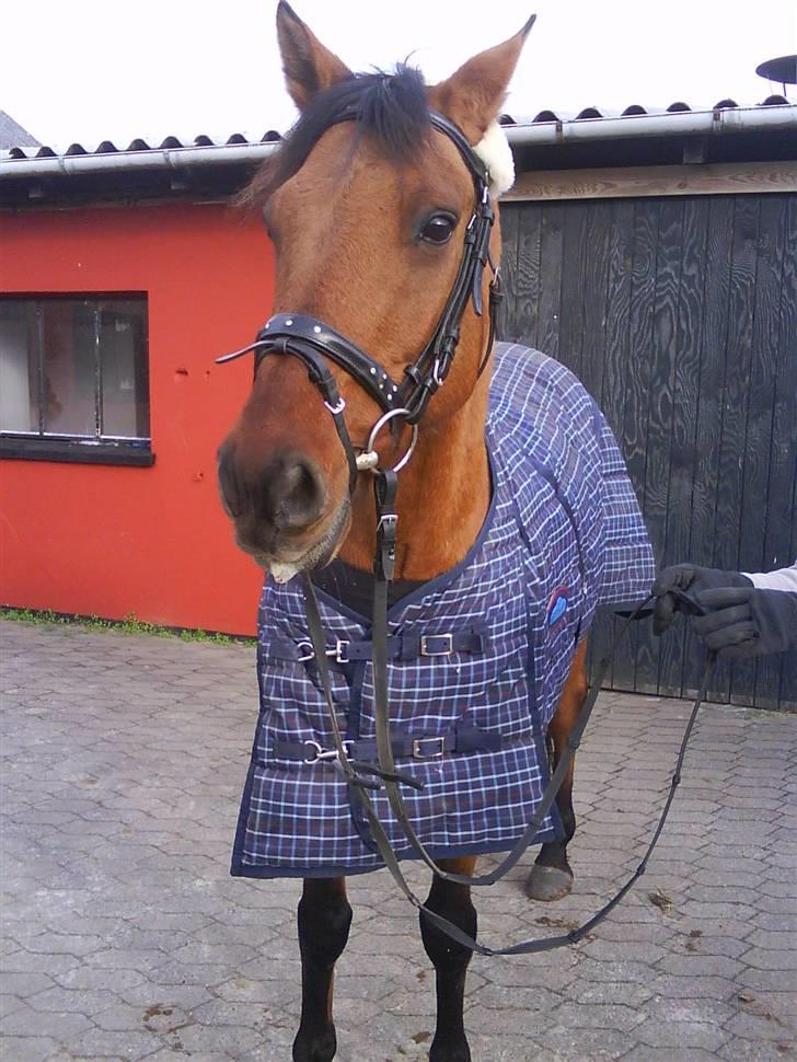 Anden særlig race Fleur *leveret tilbage* billede 3