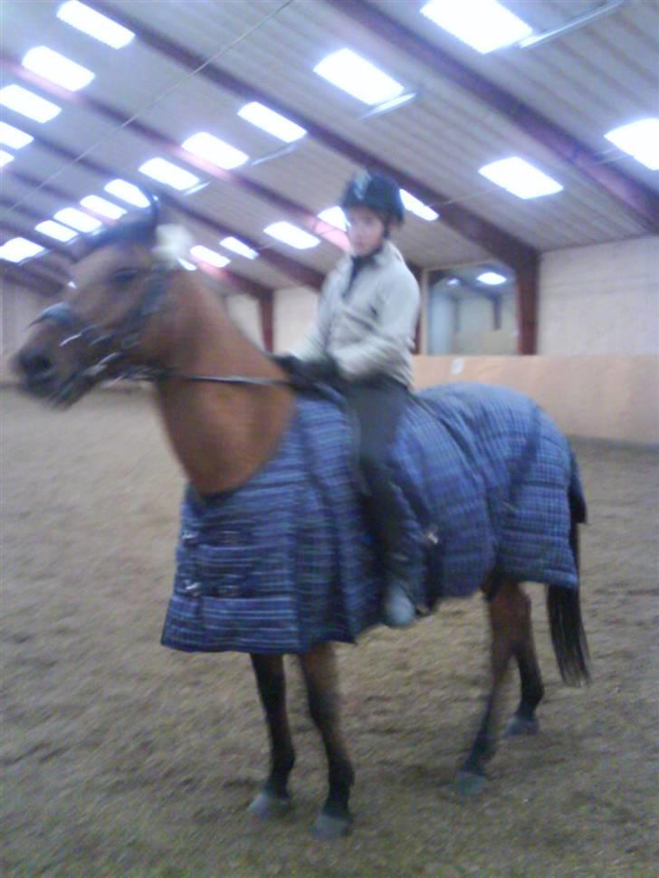 Anden særlig race Fleur *leveret tilbage* billede 4