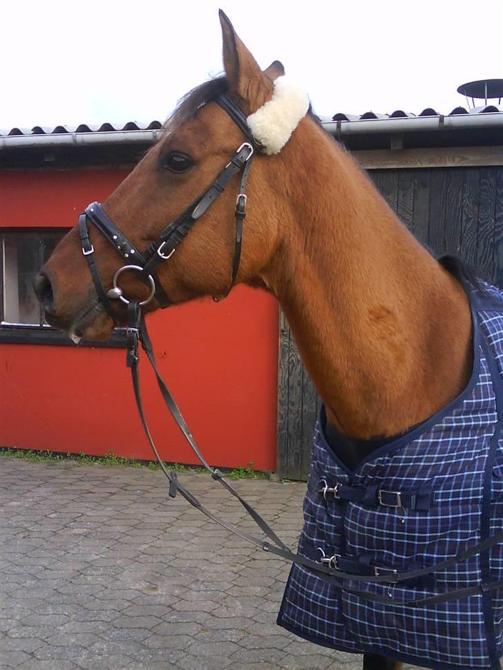 Anden særlig race Fleur *leveret tilbage* billede 5
