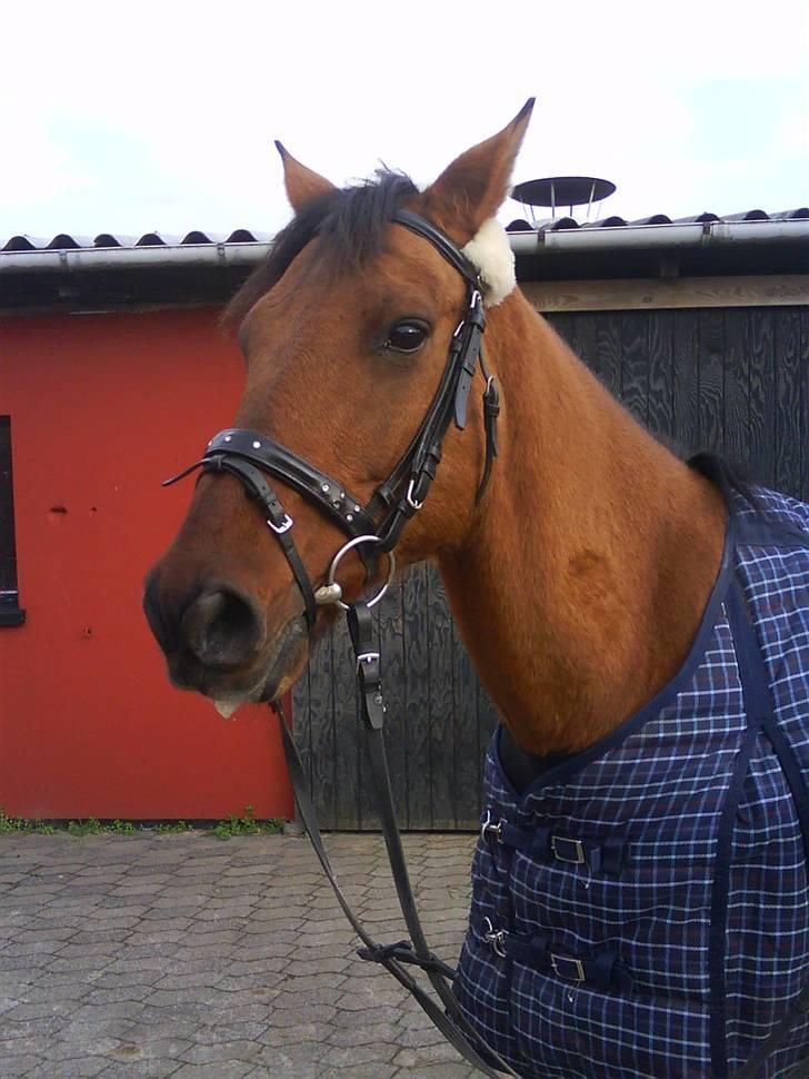 Anden særlig race Fleur *leveret tilbage* billede 6