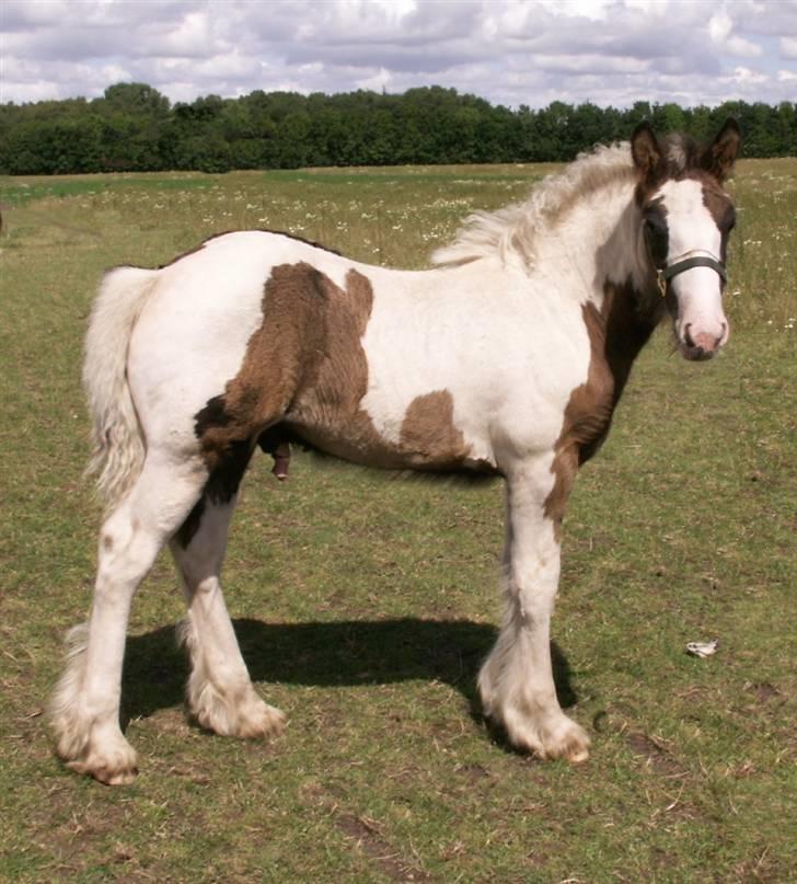 Tinker Nørregårds Obelix *SOLGT* billede 1