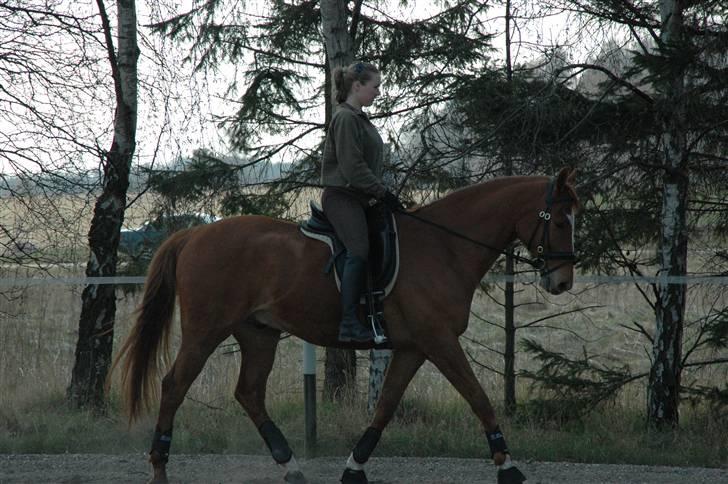 Fuldblod (XX) Maphard - Sådan ser min smukke hest langt om længe ud, efter 8 mdr. med opfedning :) billede 20