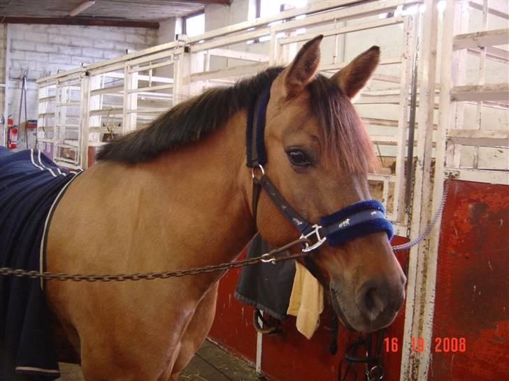 Anden særlig race Pepsi - Nu ligger manen helt ned  billede 15