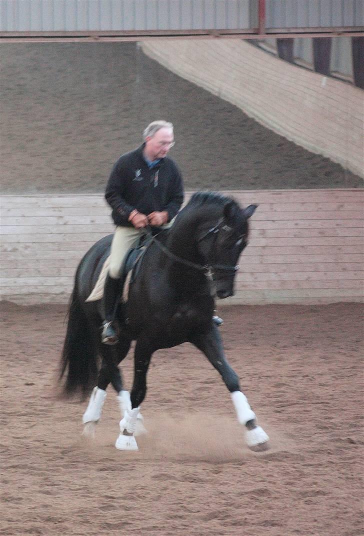 Dansk Varmblod De Nemo - Bøchman rider december/09 billede 6