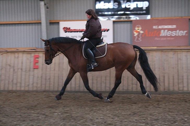 Dansk Varmblod Kibgårdens Sancett Light -solgt:( billede 10