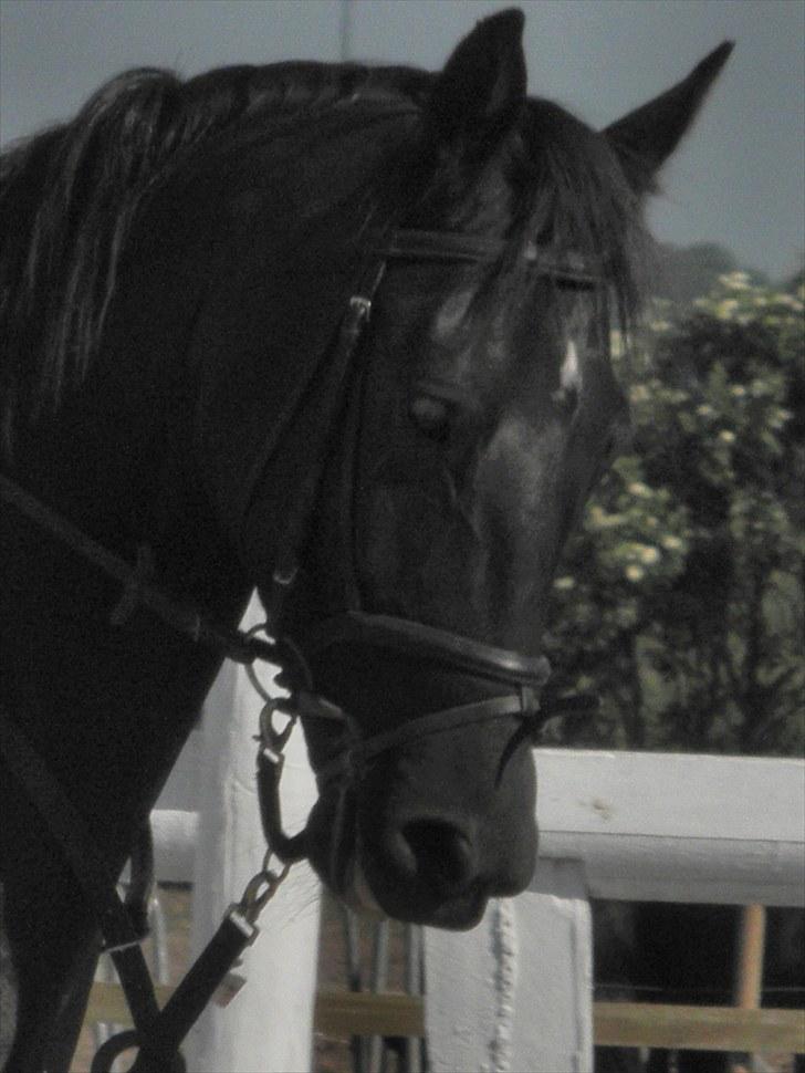 Anden særlig race Diablo billede 1