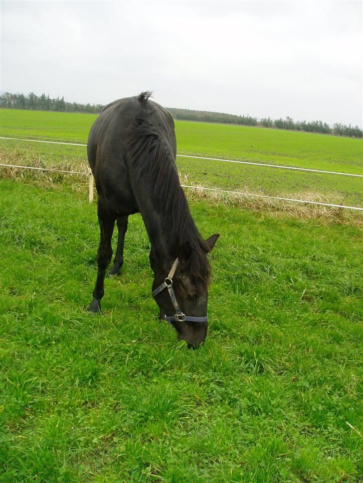 Anden særlig race Diablo billede 3