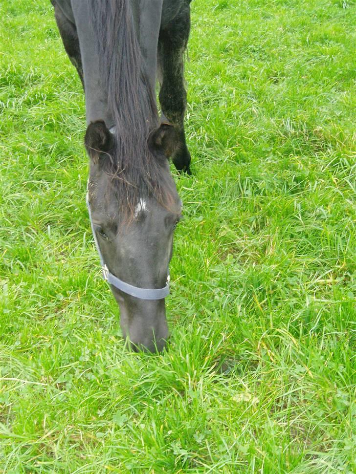 Anden særlig race Diablo billede 4