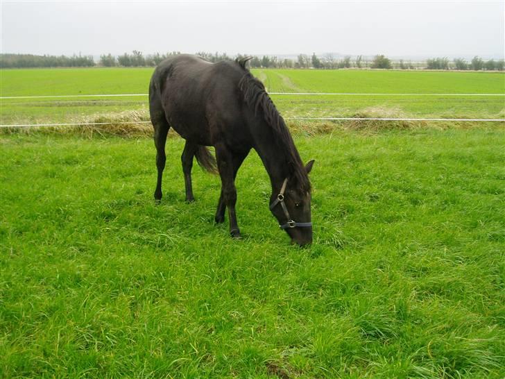 Anden særlig race Diablo billede 5