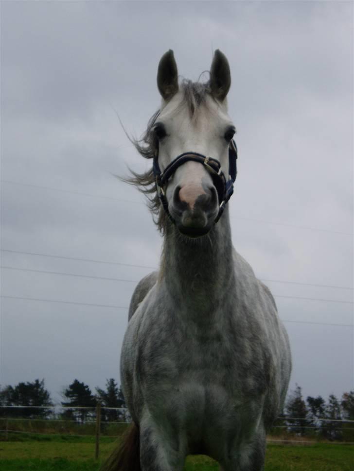 Welsh Partbred (Sec F) Bjerregaards Isabell billede 1