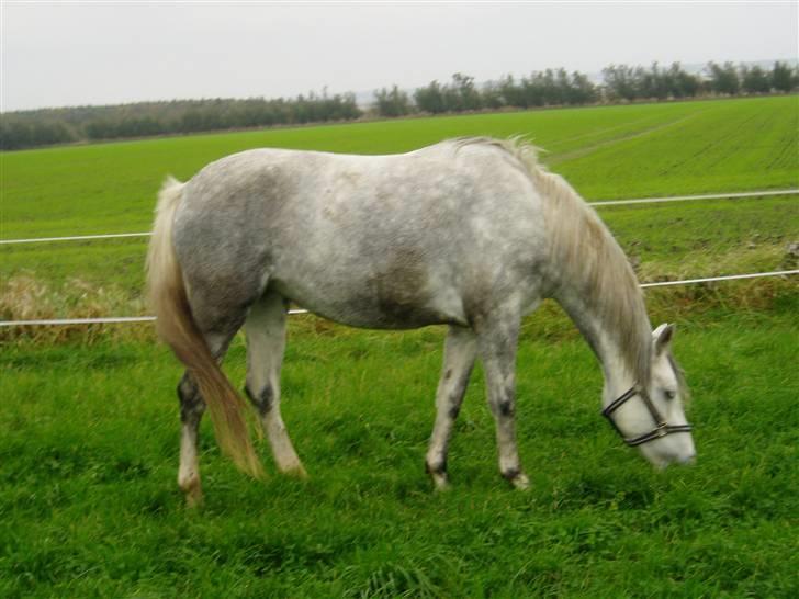 Welsh Partbred (Sec F) Bjerregaards Isabell billede 2