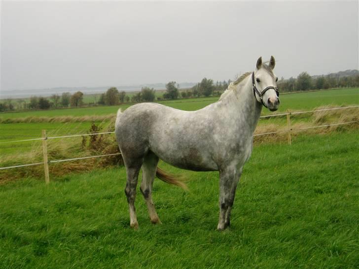 Welsh Partbred (Sec F) Bjerregaards Isabell billede 5