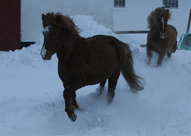 Islænder Jófrid fra GL.essenrup. billede 14
