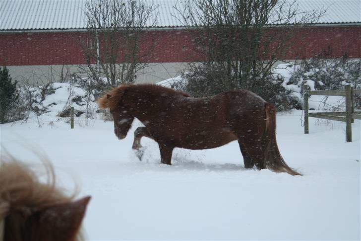 Islænder Jófrid fra GL.essenrup. billede 15