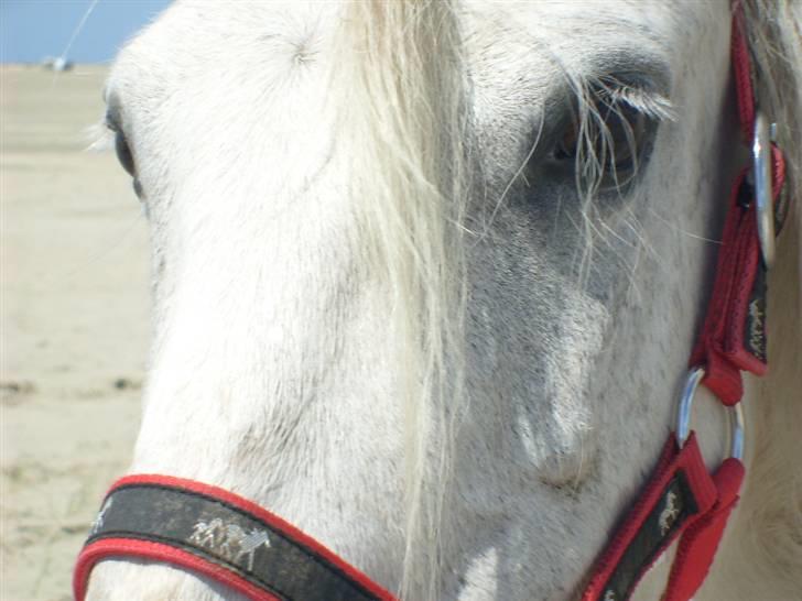 Anden særlig race Sjizzi  *solgt* billede 2