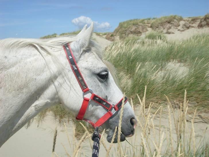 Anden særlig race Sjizzi  *solgt* billede 3