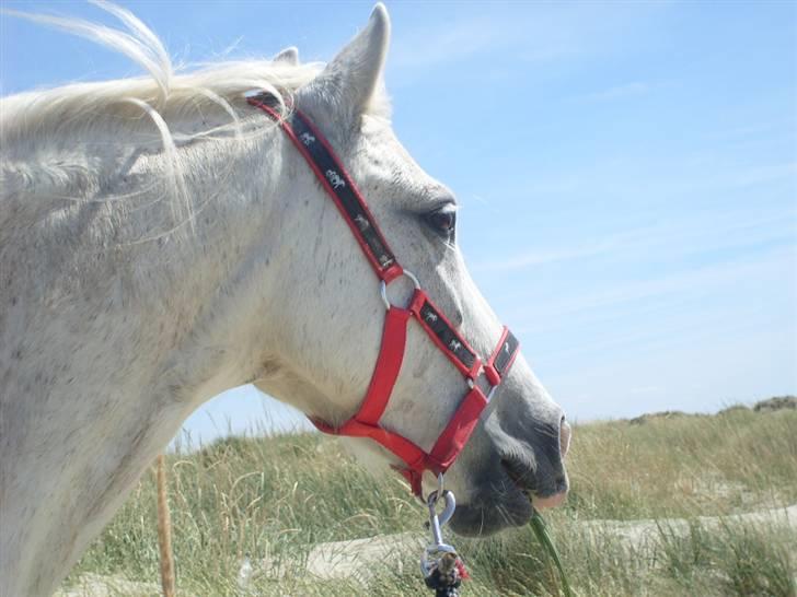 Anden særlig race Sjizzi  *solgt* billede 4