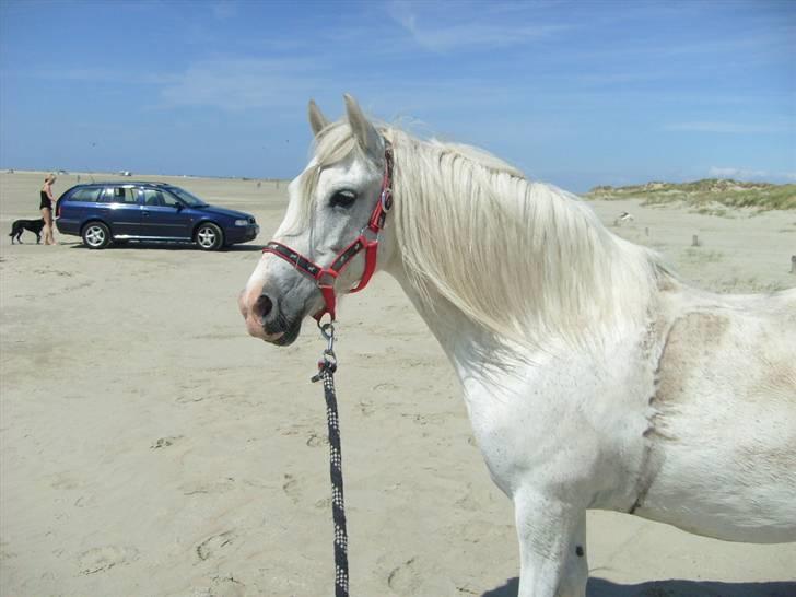 Anden særlig race Sjizzi  *solgt* billede 5