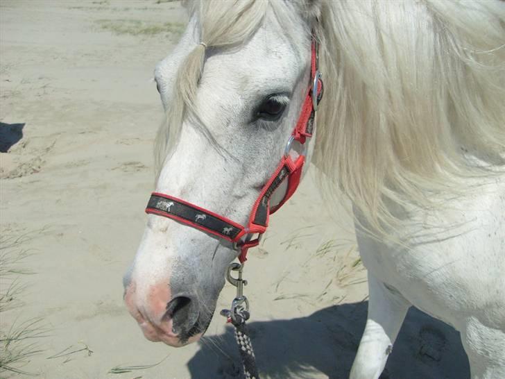 Anden særlig race Sjizzi  *solgt* billede 6