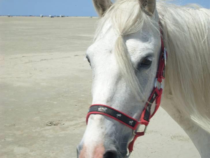 Anden særlig race Sjizzi  *solgt* billede 7